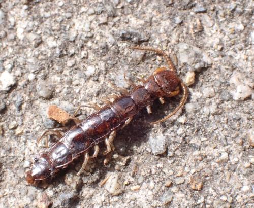 Lithobius forficatus